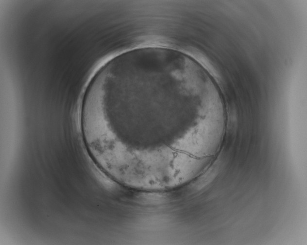 X0000111151246200907141335