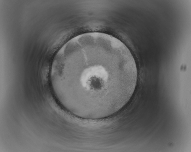 X0000111150018200907211214