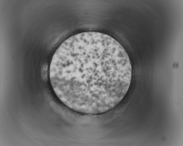 X0000111150024200907211214