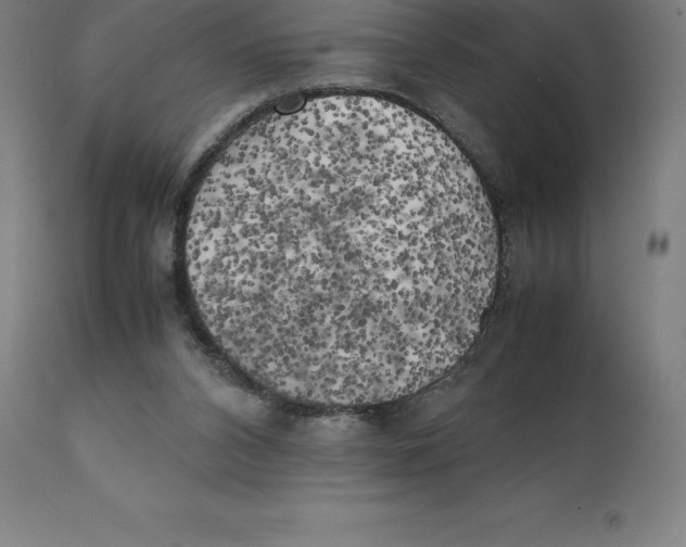 X0000111150112200907211212