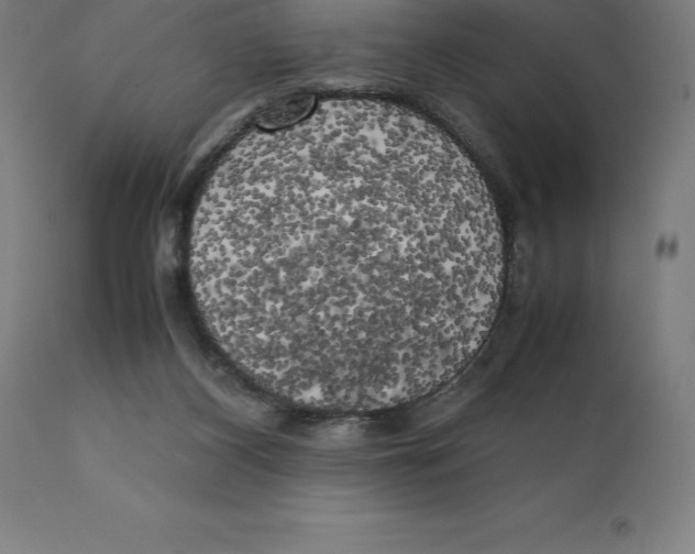 X0000111150116200907211212