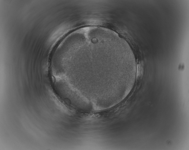 X0000111150243200907211210