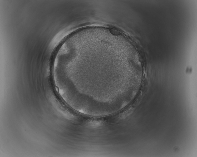 X0000111150247200907211210