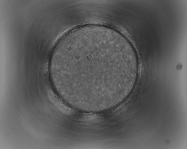 X0000111150249200907211210