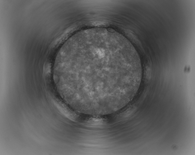 X0000111150260200907211210