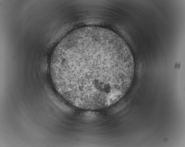 X0000111150261200907211210