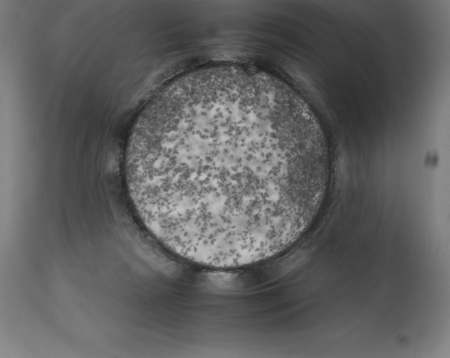 X0000111150265200907211210