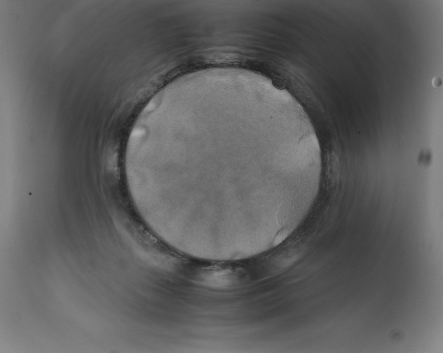 X0000111150267200907211210