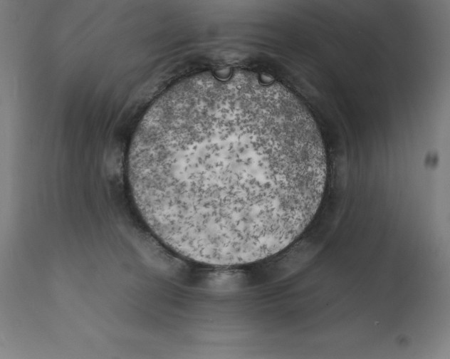 X0000111150274200907211210