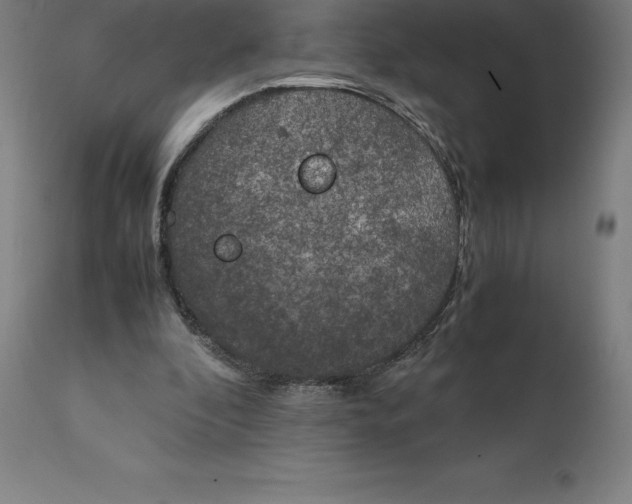 X0000111150296200907211209