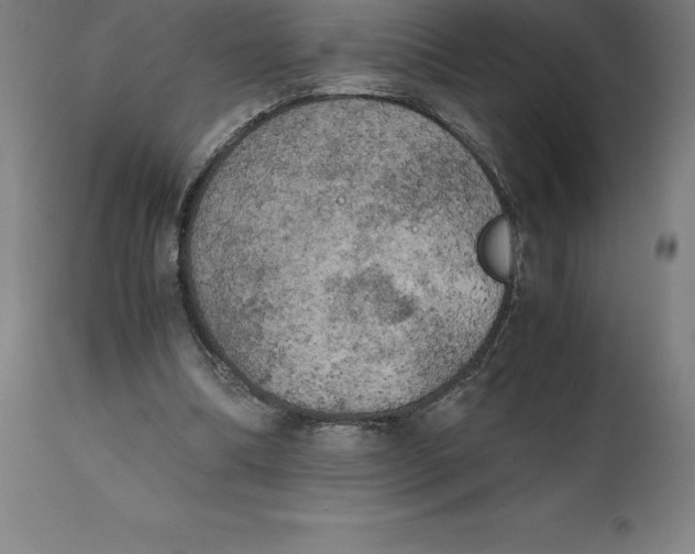 X0000111150298200907211209