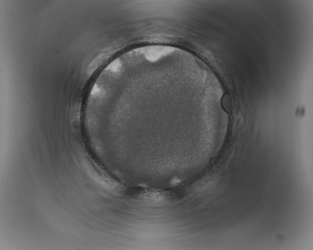 X0000111150299200907211209