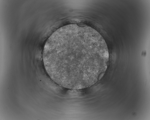 X0000111150331200907211209