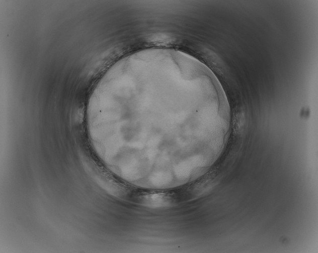 X0000111150365200907211209