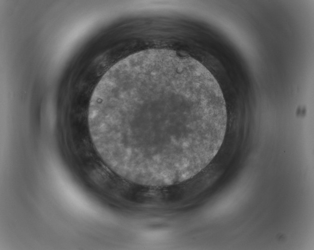 X0000111150383200907211209