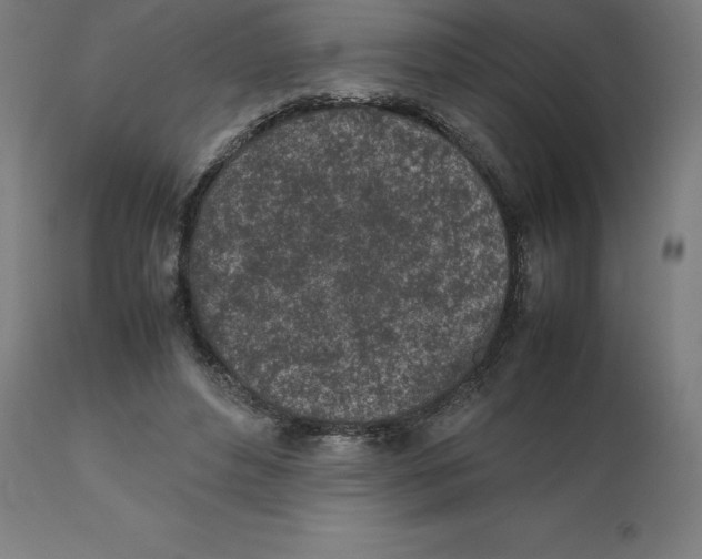 X0000111150496200907211206