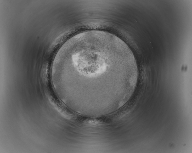 X0000111150590200907211205