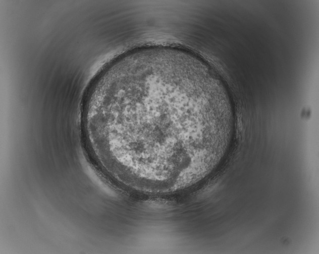X0000111150630200907211204