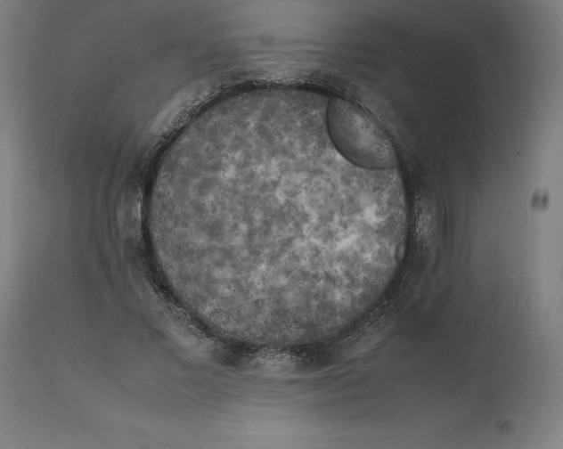 X0000111150685200907211203