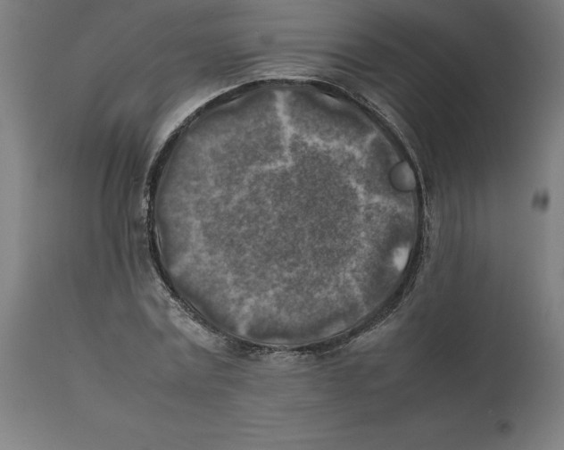 X0000111150779200907211202