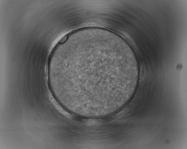 X0000111150796200907211202