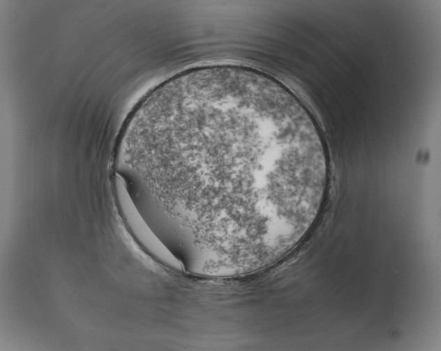 X0000111150805200907211201