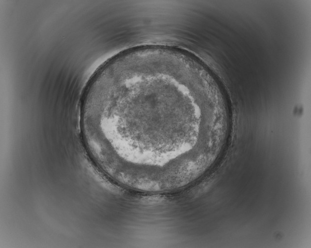 X0000111150838200907211201