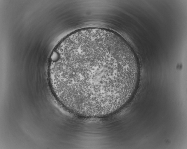 X0000111150846200907211201