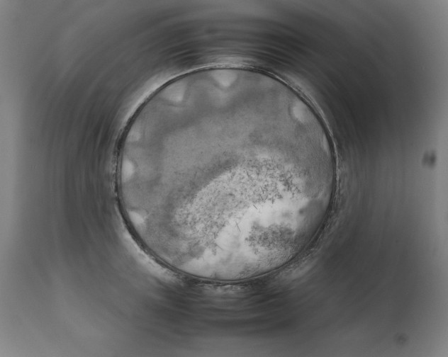 X0000111150851200907211201