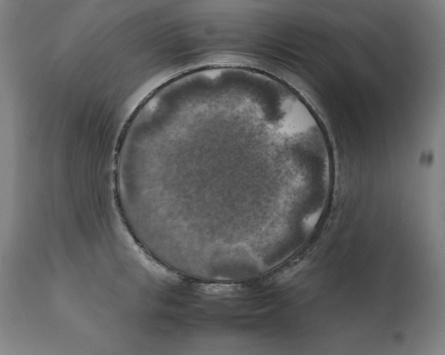 X0000111150853200907211201