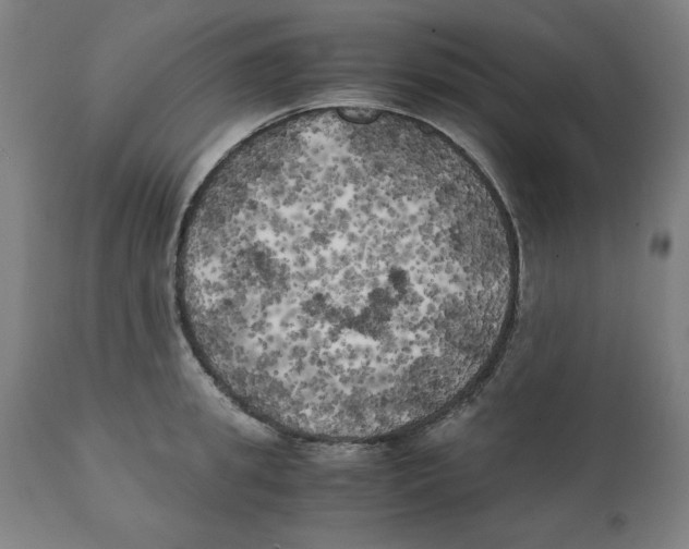 X0000111150949200907211159