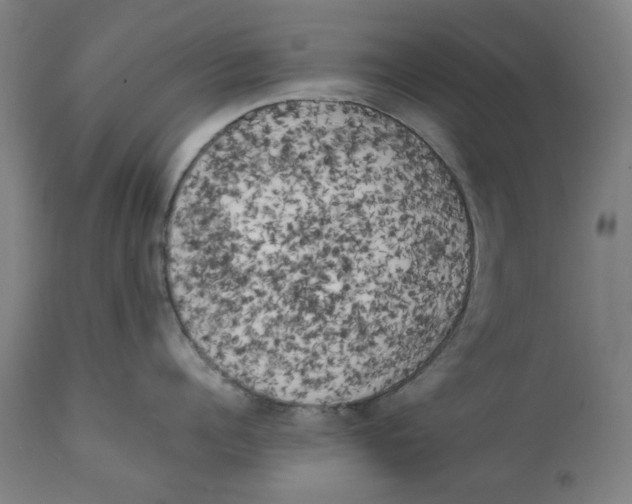 X0000111150960200907211200