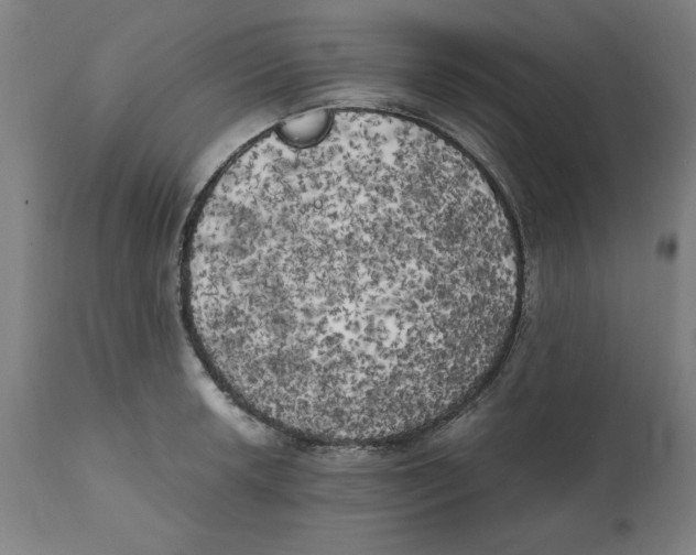 X0000111151042200907211158