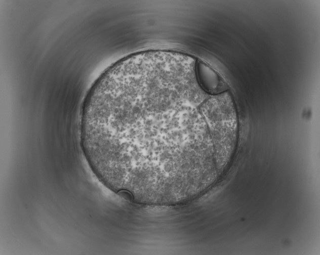 X0000111151046200907211158