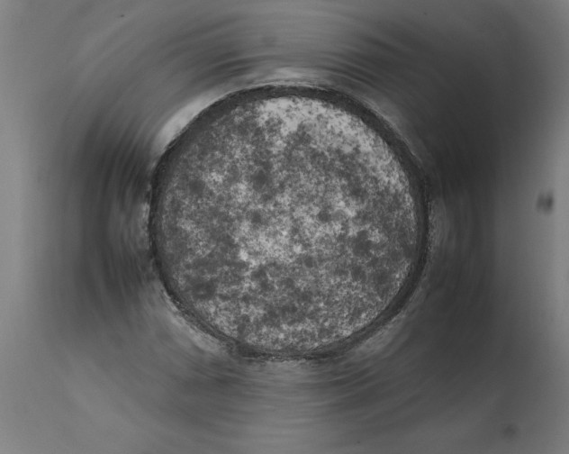 X0000111151066200907211157