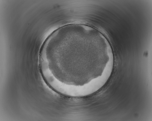 X0000111151095200907211157