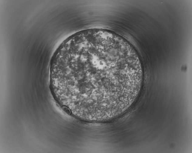 X0000111151132200907211157