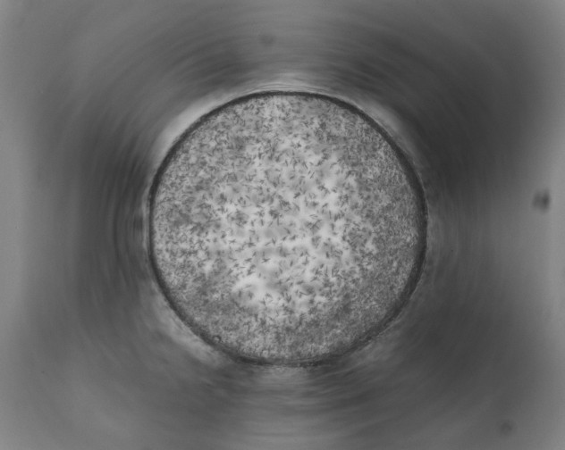 X0000111151238200907211155