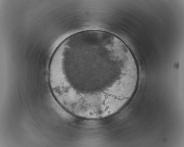 X0000111151246200907211155