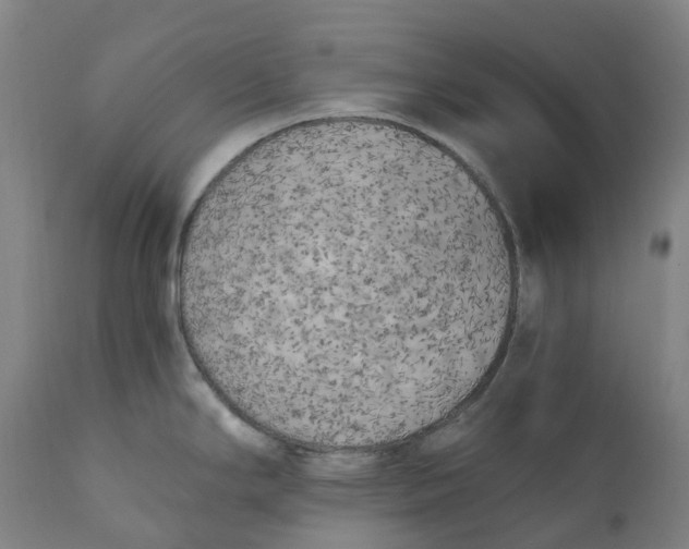 X0000111151294200907211154