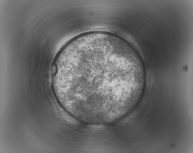 X0000111151328200907211154