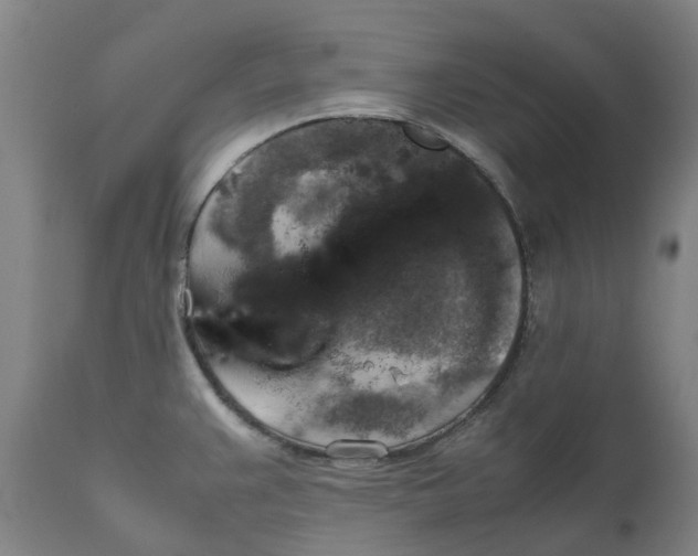 X0000111151383200907211153