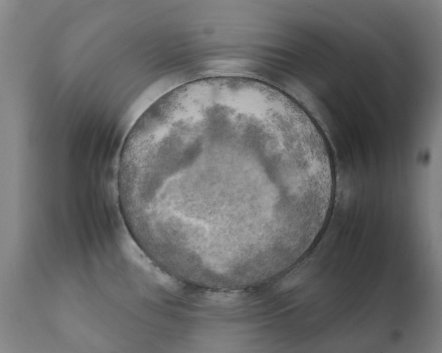 X0000111151386200907211153