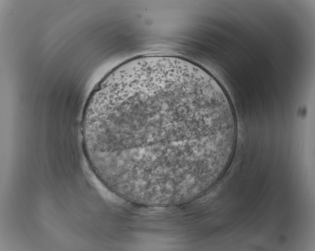 X0000111151485200907211151