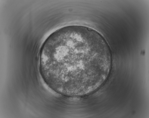 X0000111151515200907211150