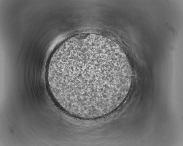 X0000111150006200907281142