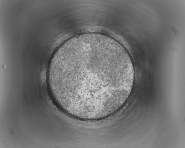 X0000111150010200907281142