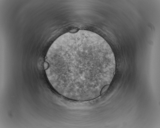 X0000111150036200907281141