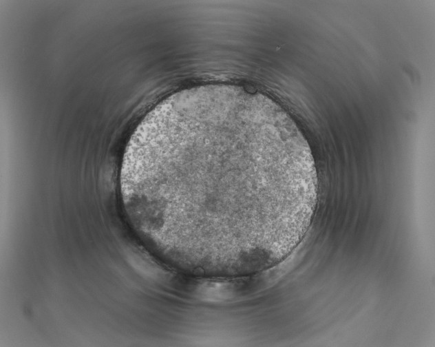 X0000111150174200907281140