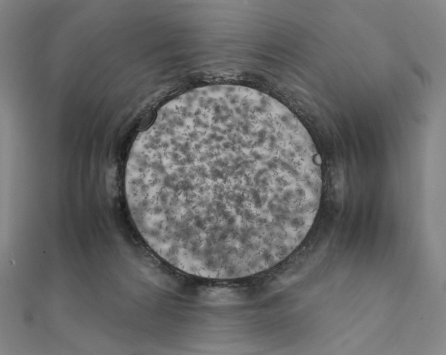 X0000111150224200907281139